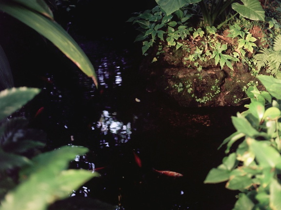 Krohn Conservatory